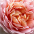 Roza - Vrtnice Floribunda - Delpabra